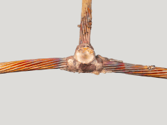 Close-up of a frayed and corroded electrical cable showing exposed wires and damaged insulation against a plain background.